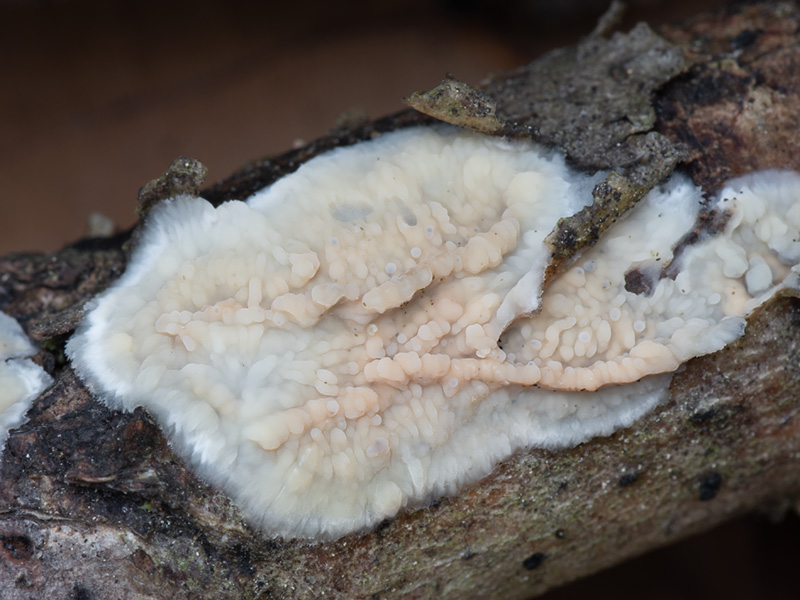 Stereophlebia pendula